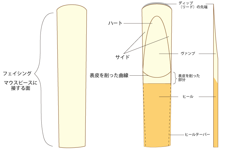 リード各部の名称